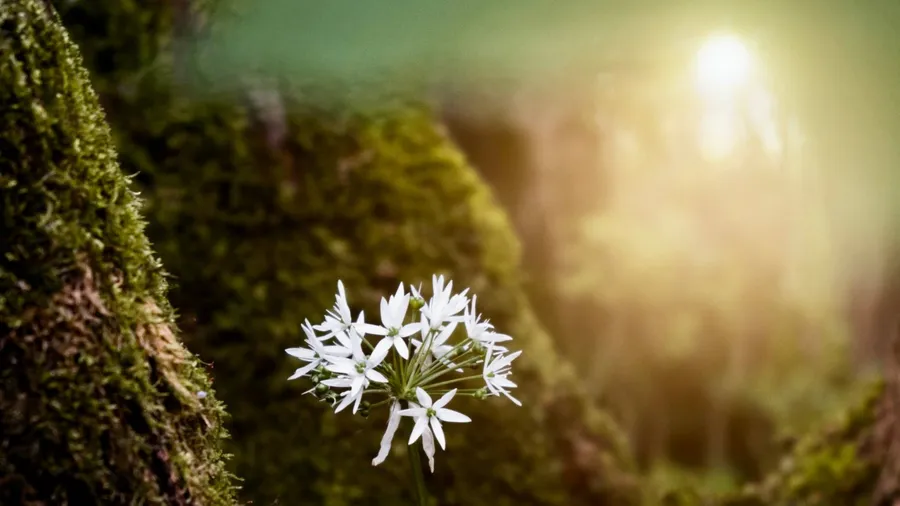 As you purify
