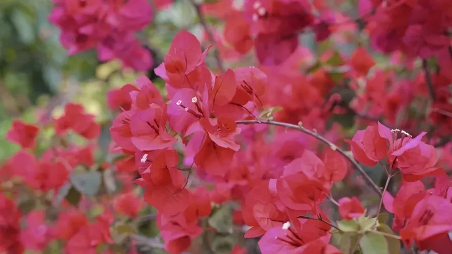 Community call flowers